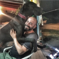Great Dane (Danua), Köpek  Gölge fotoğrafı