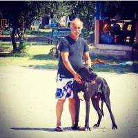 Great Dane (Danua), Köpek  Gölge fotoğrafı