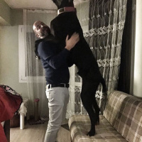 Great Dane (Danua), Köpek  Gölge fotoğrafı
