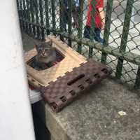 Tekir Kedi, Kedi  Blaze'e Acil Yuva! fotoğrafı