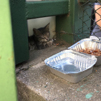 Tekir Kedi, Kedi  Blaze'e Acil Yuva! fotoğrafı