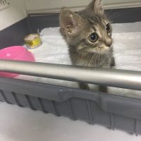 Tekir Kedi, Kedi  Blaze'e Acil Yuva! fotoğrafı
