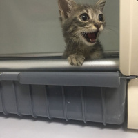 Tekir Kedi, Kedi  Blaze'e Acil Yuva! fotoğrafı