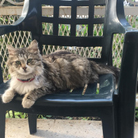 Tekir Kedi, Kedi  Aysel fotoğrafı