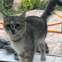 Tekir Kedi, Kedi  Aysel fotoğrafı