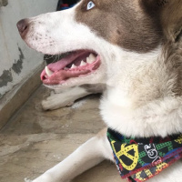 Sibirya Kurdu (Husky), Köpek  şino pena  bütün herşeyi tamam  karnesi var fotoğrafı