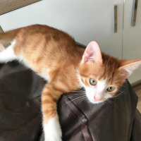 Tekir Kedi, Kedi  Prens fotoğrafı