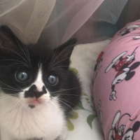 Tekir Kedi, Kedi  GECE'YE ACİL YUVA ARANIYOR!!! fotoğrafı