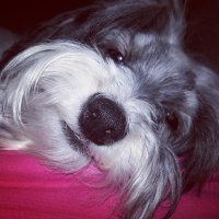 Bichon Havanese, Köpek  Paris fotoğrafı