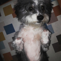 Bichon Havanese, Köpek  Paris fotoğrafı