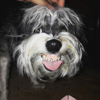 Bichon Havanese, Köpek  Paris fotoğrafı