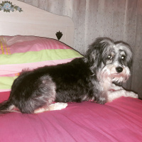 Bichon Havanese, Köpek  Paris fotoğrafı