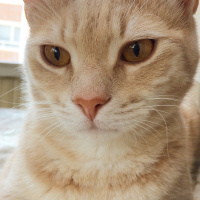 British Shorthair, Kedi  Badem fotoğrafı