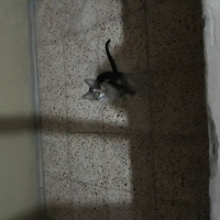 Tekir Kedi, Kedi  Prenses fotoğrafı