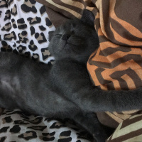 British Shorthair, Kedi  Gece fotoğrafı