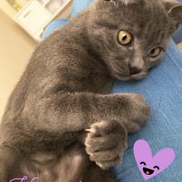 British Shorthair, Kedi  Gece fotoğrafı