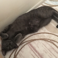 British Shorthair, Kedi  Gece fotoğrafı