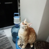 Tekir Kedi, Kedi  Pityy fotoğrafı