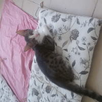 Tekir Kedi, Kedi  Duman fotoğrafı