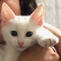 Van Kedisi, Kedi  TIRMIK fotoğrafı