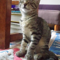 Tekir Kedi, Kedi  jimi fotoğrafı