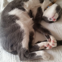 American Shorthair, Kedi  Duman fotoğrafı