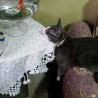 American Shorthair, Kedi  Duman fotoğrafı