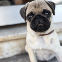 Pug, Köpek  RIFKI fotoğrafı