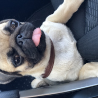 Pug, Köpek  RIFKI fotoğrafı