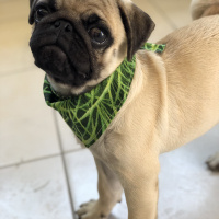 Pug, Köpek  RIFKI fotoğrafı