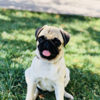 Pug, Köpek  RIFKI fotoğrafı