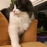 Kashmir , Kedi  Mıncır fotoğrafı