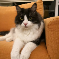 Kashmir , Kedi  Mıncır fotoğrafı