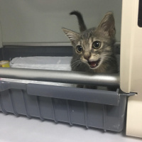 Tekir Kedi, Kedi  Blaze fotoğrafı