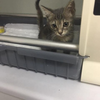 Tekir Kedi, Kedi  Blaze fotoğrafı