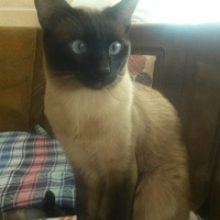 Siyam Kedisi, Kedi  Pasa fotoğrafı
