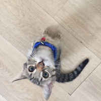 Tekir Kedi, Kedi  Oğluşu fotoğrafı