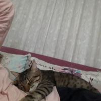 Tekir Kedi, Kedi  Oğluşu fotoğrafı