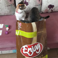 Tekir Kedi, Kedi  Oğluşu fotoğrafı