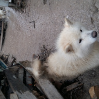 Sibirya Kurdu (Husky), Köpek  asil fotoğrafı