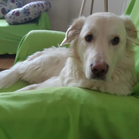 Golden Retriever, Köpek  Buz fotoğrafı