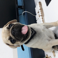 Pug, Köpek  Babel fotoğrafı