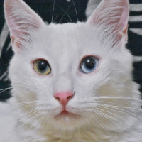 Van Kedisi, Kedi  Rıfkı fotoğrafı