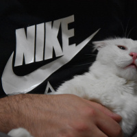 Van Kedisi, Kedi  Rıfkı fotoğrafı