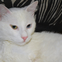 Van Kedisi, Kedi  Rıfkı fotoğrafı