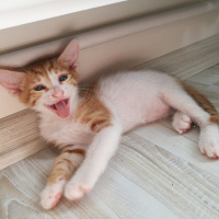 Tekir Kedi, Kedi  ÖMÜRLÜK ACİL YUVA !!! fotoğrafı