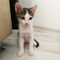 Tekir Kedi, Kedi  ÖMÜRLÜK ACİL YUVA !!! fotoğrafı