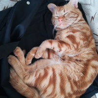 Tekir Kedi, Kedi  BADEM fotoğrafı