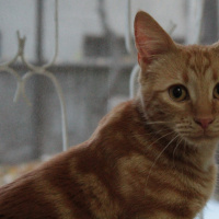 Tekir Kedi, Kedi  BADEM fotoğrafı