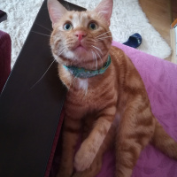 Tekir Kedi, Kedi  BADEM fotoğrafı